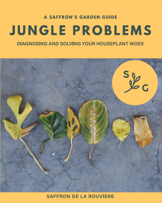 Jungle Problems: Diagnosing and solving your houseplant woes